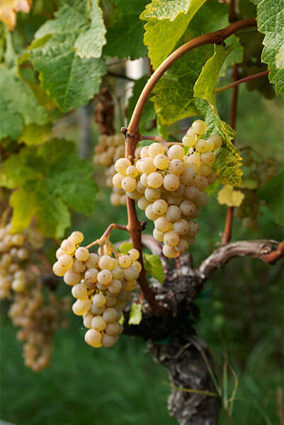 Kerner, e che sia subito festa